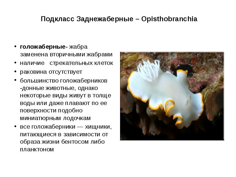 Подкласс Заднежаберные – Opisthobranchia
голожаберные- жабра заменена вторичными жабрами
наличие Подкласс Заднежаберные – Opisthobranchia
голожаберные- жабра заменена вторичными жабрами
наличие