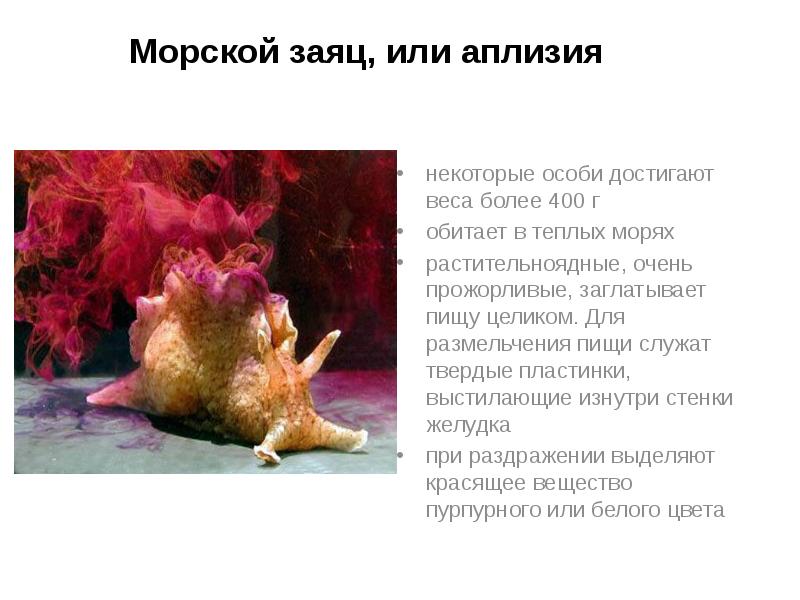 Морской заяц, или аплизия
некоторые особи достигают веса более 400 г
Морской заяц, или аплизия
некоторые особи достигают веса более 400 г