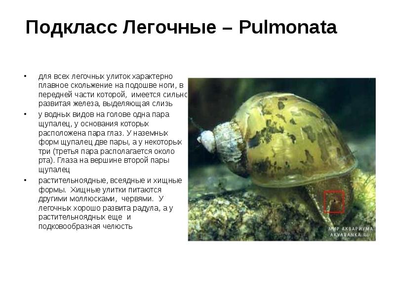 Подкласс Легочные – Pulmonata
для всех легочных улиток характерно плавное скольжение Подкласс Легочные – Pulmonata
для всех легочных улиток характерно плавное скольжение