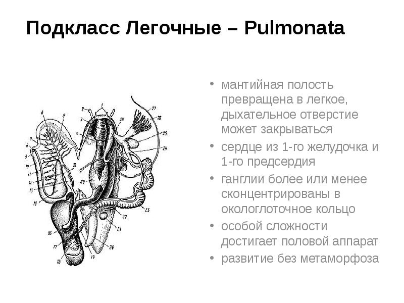 Подкласс Легочные – Pulmonata
мантийная полость превращена в легкое, дыхательное отверстие Подкласс Легочные – Pulmonata
мантийная полость превращена в легкое, дыхательное отверстие