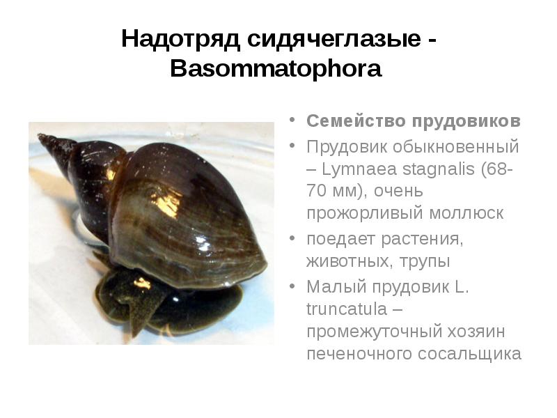 Надотряд сидячеглазые - Basommatophora
Семейство прудовиков
Прудовик обыкновенный – Lymnaea Надотряд сидячеглазые - Basommatophora
Семейство прудовиков
Прудовик обыкновенный – Lymnaea