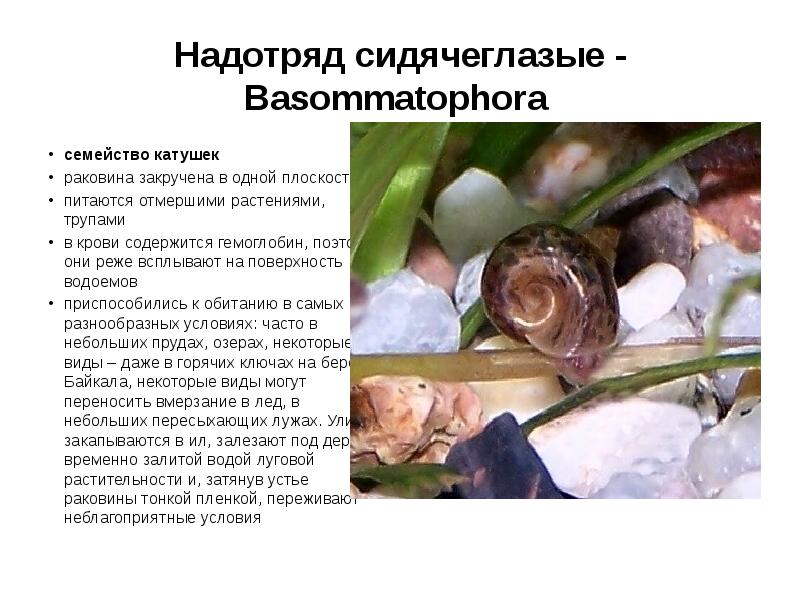 Надотряд сидячеглазые - Basommatophora
cемейство катушек
раковина закручена в одной Надотряд сидячеглазые - Basommatophora
cемейство катушек
раковина закручена в одной