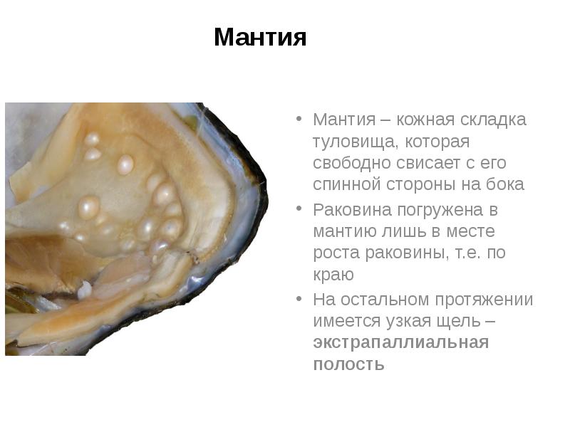 Мантия
Мантия – кожная складка туловища, которая свободно свисает с его Мантия
Мантия – кожная складка туловища, которая свободно свисает с его