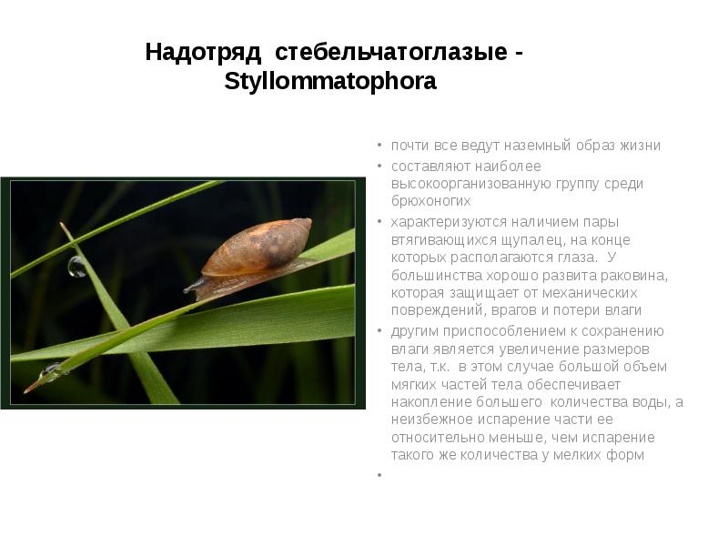 Надотряд стебельчатоглазые - Styllommatophora
почти все ведут наземный образ жизни
Надотряд стебельчатоглазые - Styllommatophora
почти все ведут наземный образ жизни