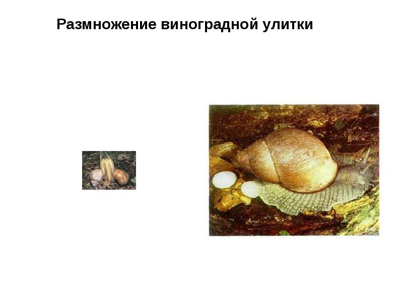 Размножение виноградной улитки Размножение виноградной улитки