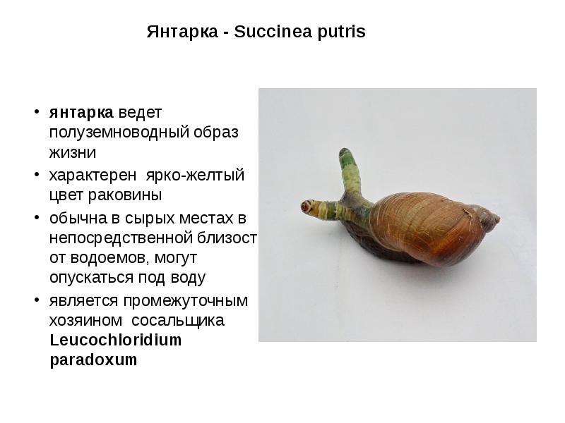 Янтарка - Succinea putris  янтарка ведет полуземноводный образ жизни характерен