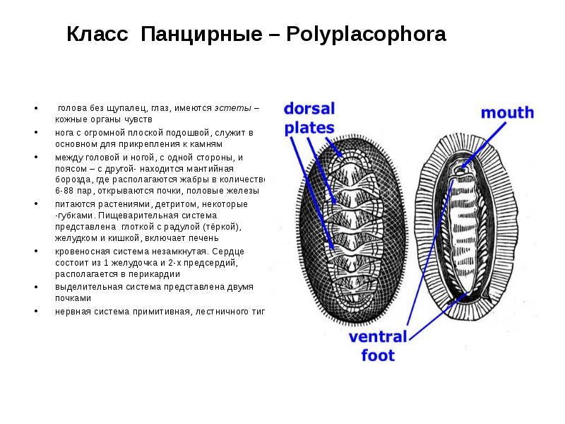 Класс Панцирные – Polyplacophora
голова без щупалец, глаз, имеются Класс Панцирные – Polyplacophora
голова без щупалец, глаз, имеются