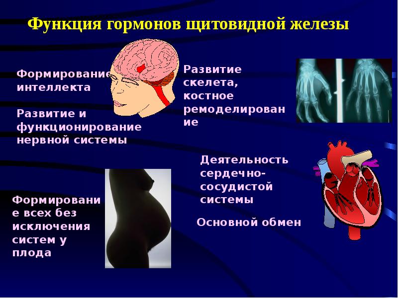 Функции щитовидной железы презентация