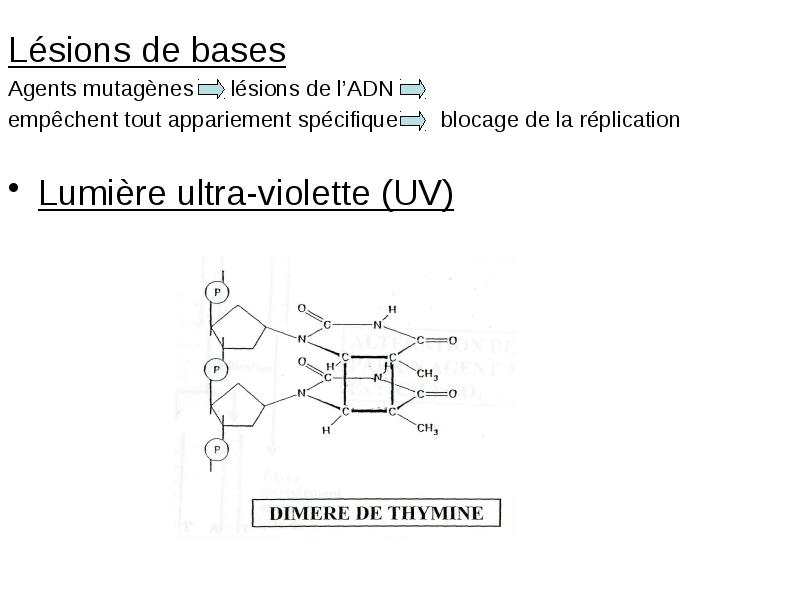Lésions de bases Lésions de bases Agents mutagènes   lésions