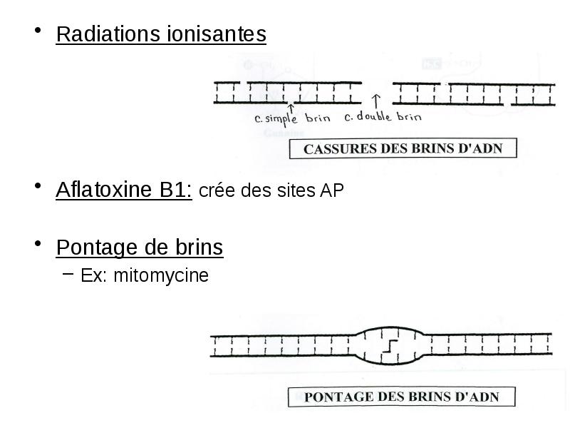 Radiations ionisantes Radiations ionisantes Aflatoxine B1: crée des sites AP Pontage