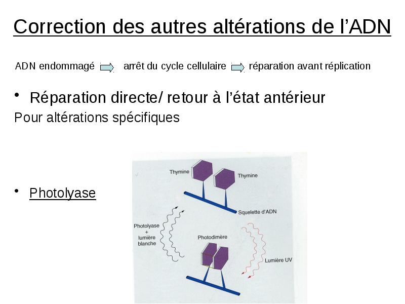 Correction des autres altérations de l’ADN Réparation directe/ retour à l’état