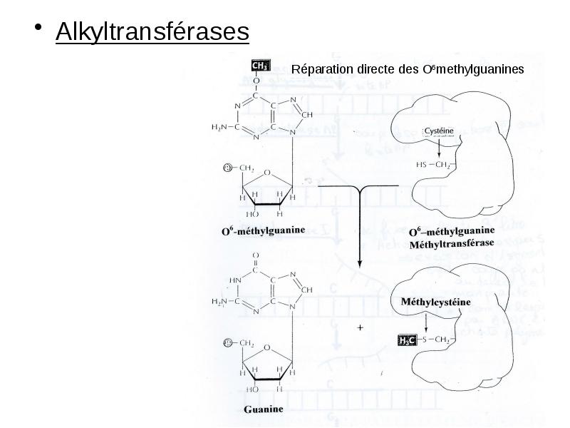 Alkyltransférases