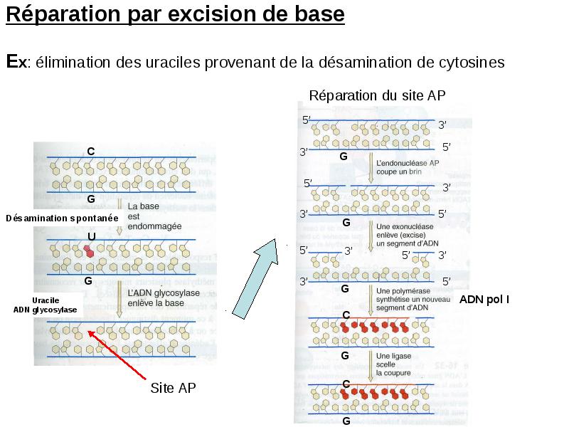 Réparation par excision de base  Ex: élimination des uraciles provenant