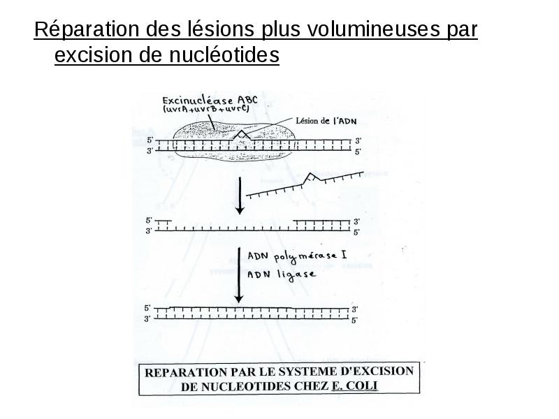 Réparation des lésions plus volumineuses par excision de nucléotides Réparation des