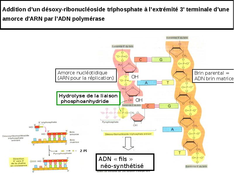 Addition d’un désoxy-ribonucléoside triphosphate à l’extrémité 3’ terminale d’une amorce d’ARN