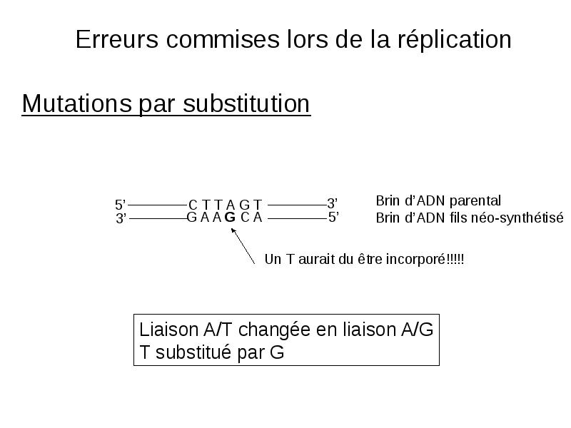 Erreurs commises lors de la réplication  Mutations par substitution