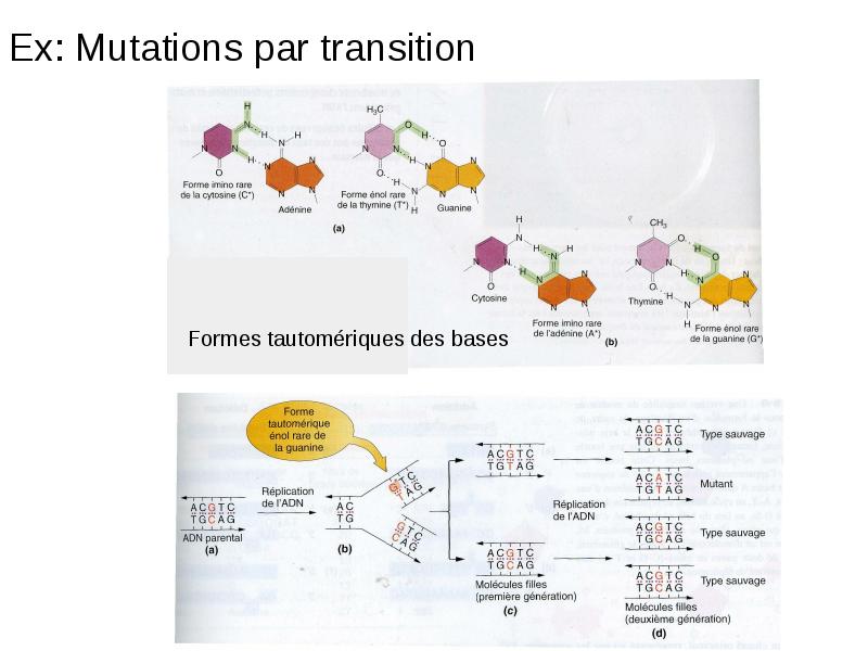Ex: Mutations par transition Ex: Mutations par transition