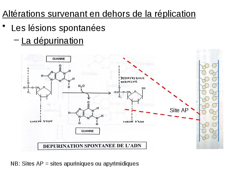 Altérations survenant en dehors de la réplication Altérations survenant en dehors
