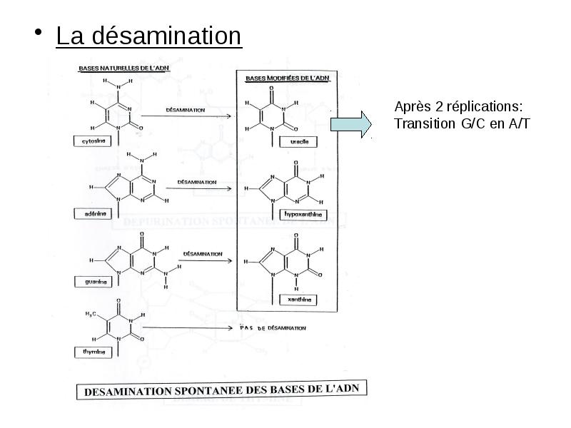 La désamination La désamination