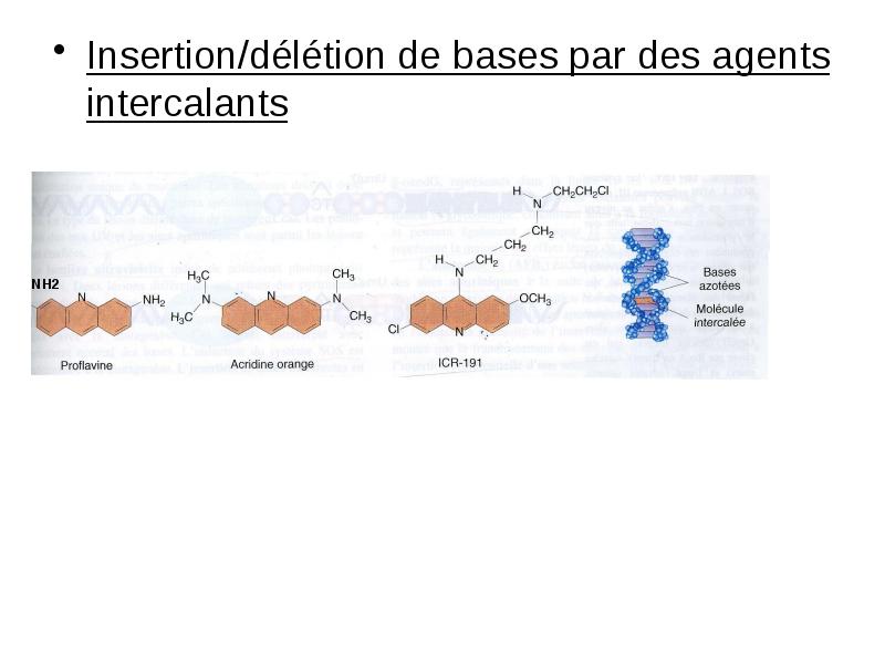 Insertion/délétion de bases par des agents intercalants Insertion/délétion de bases par