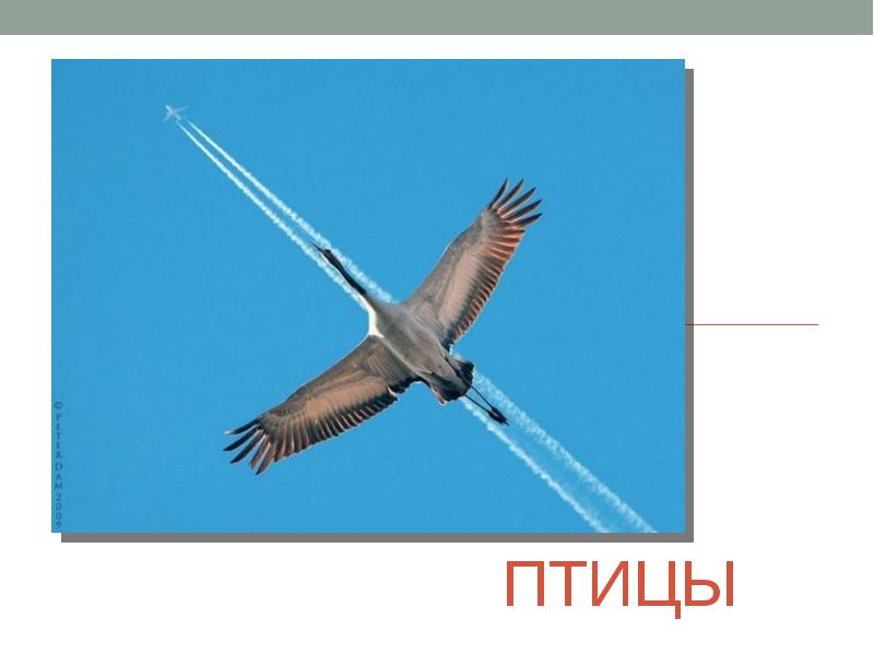 Неписаные законы авиации. Подарочный сертификат на полет на самолете. Полете или полите. Самолет в небе. Сертификат на полет на параплане.