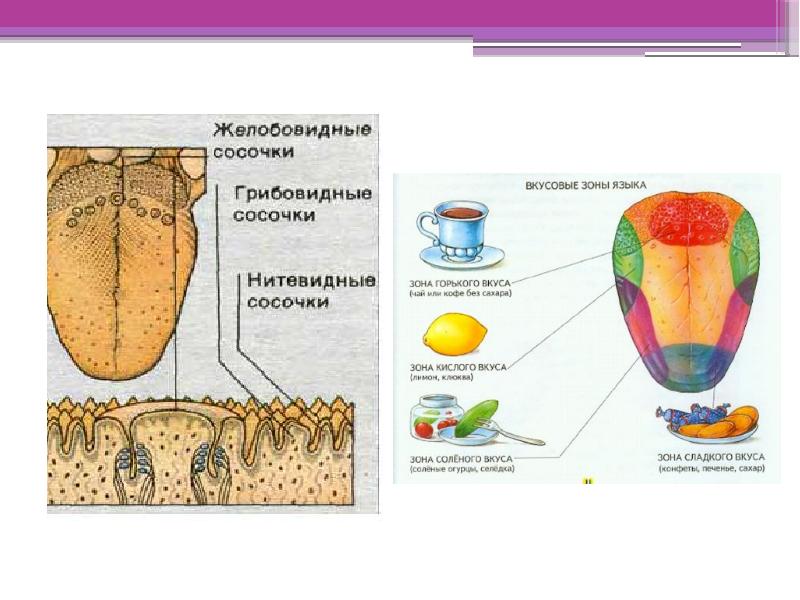 Презентация по биологии вкусовые анализаторы