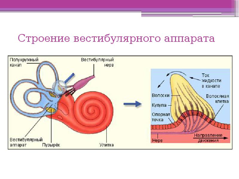 Орган обоняния анатомия презентация