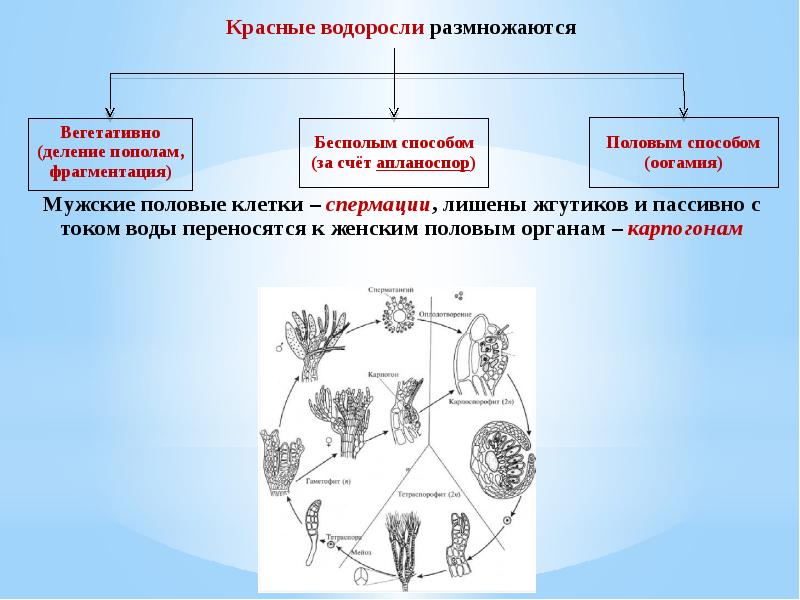 Признаки красных водорослей