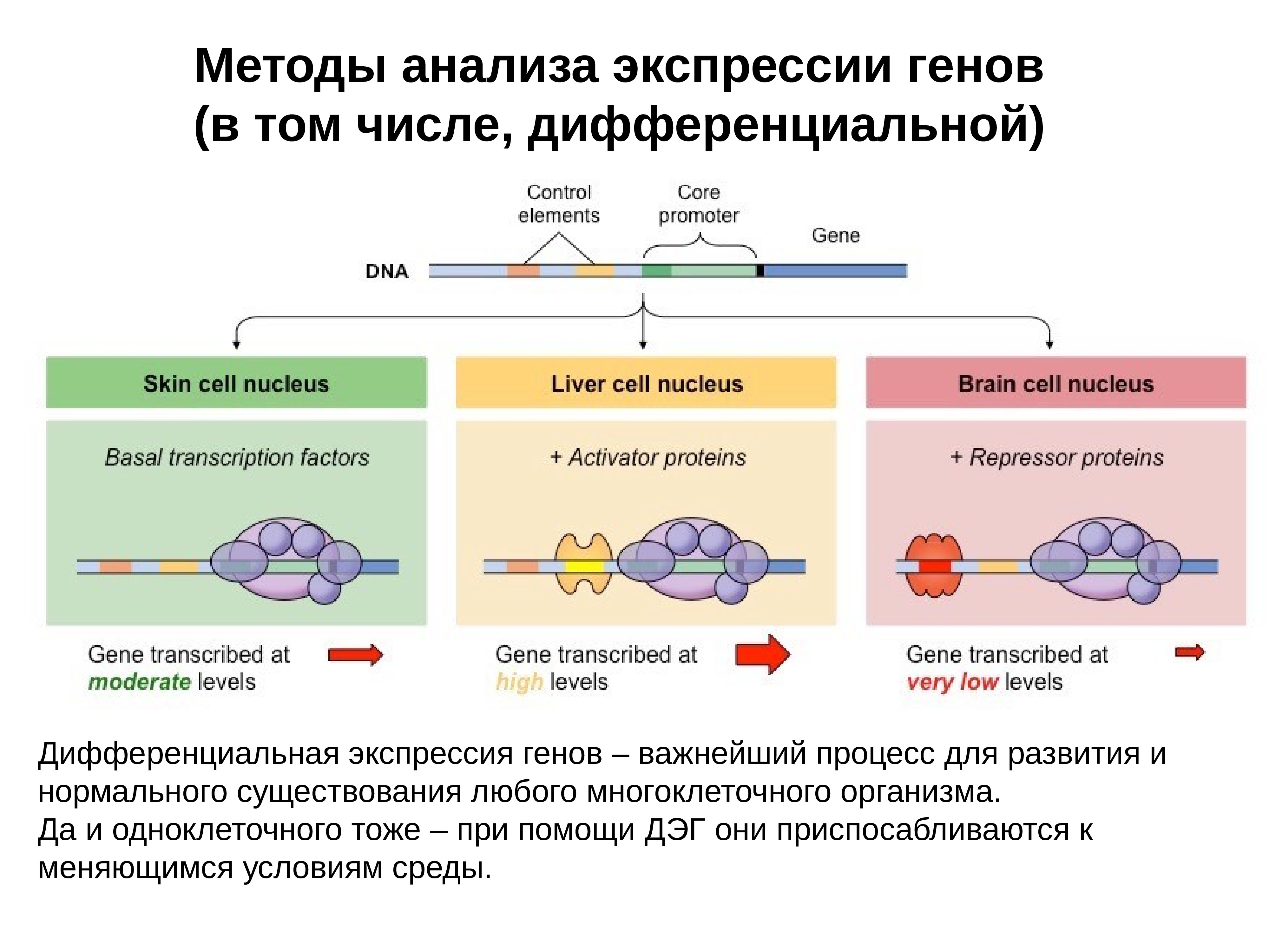 Экспрессия генов. Методы анализа генов. Количественный анализ экспрессии генов. Исследование экспрессии генов. Дифференциальная Экспрессия генов.