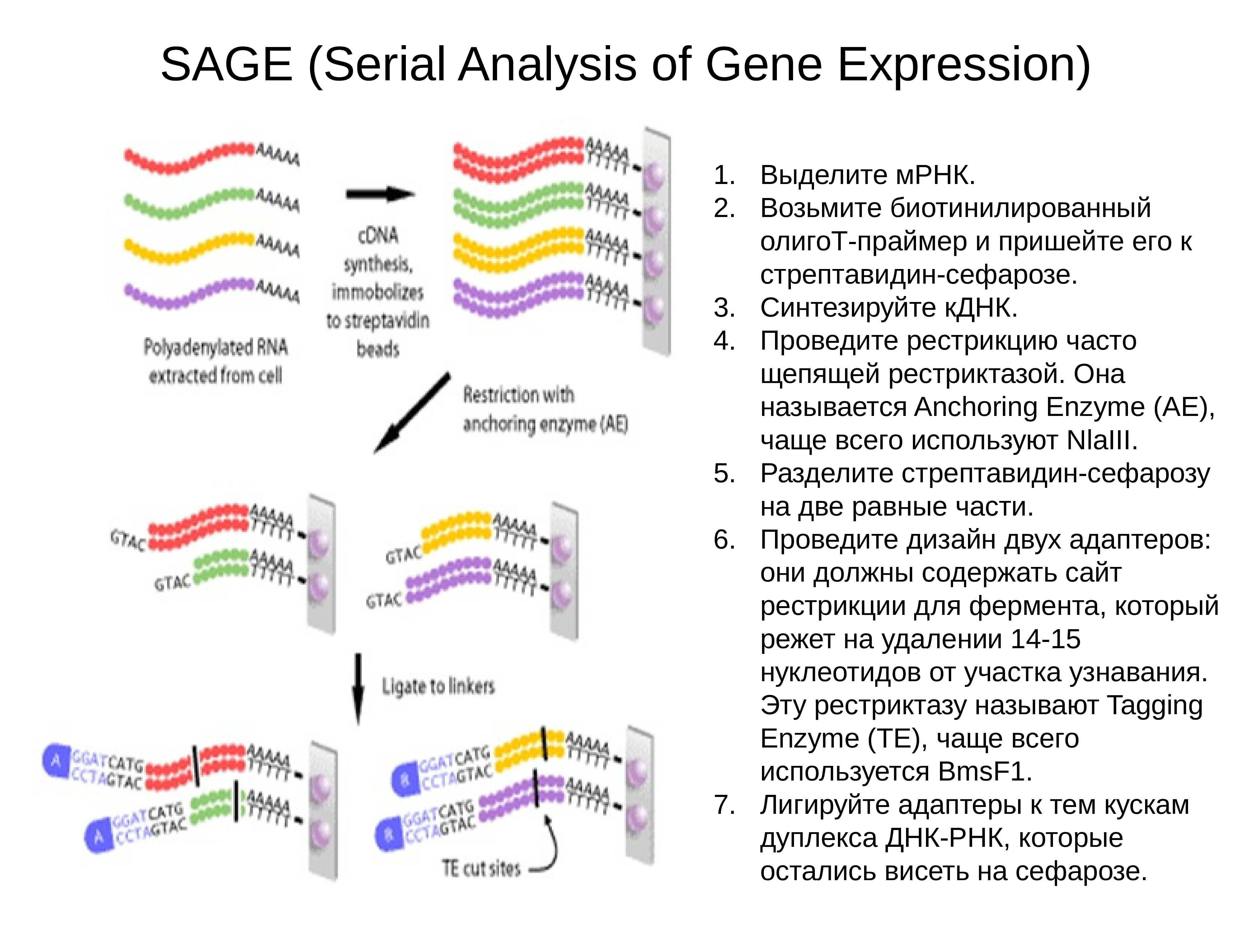 Серийный анализ экспрессии генов. Gene expression analysis. Cage анализ. Последовательный анализ экспрессии генов sage. Data analysis expressions.