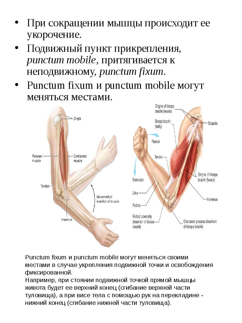 Что происходит с мышцами. При сокращении мышцы. Сокращение мышцы что происходит. При сокращении мышцы происходит ее. Сокращение мышц бывает.