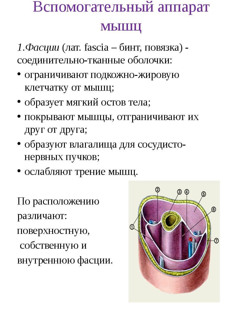 Вспомогательные мышцы. Вспомогательный аппарат мышц фасции синовиальные сумки и т.д. Вспомогательный аппарат скелетных мышц. Вспомогательный аппарат мышц таблица. Вспомогательный аппарат мышц анатомия.