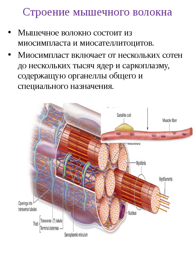 Схема строения мышечного волокна