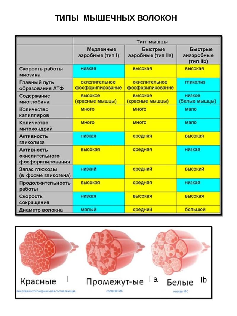 Белые и красные мышечные волокна фото