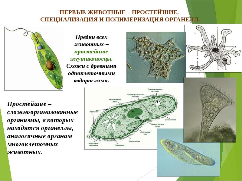 Назовите надцарство организмов к которому относят изображенную на рисунке клетку