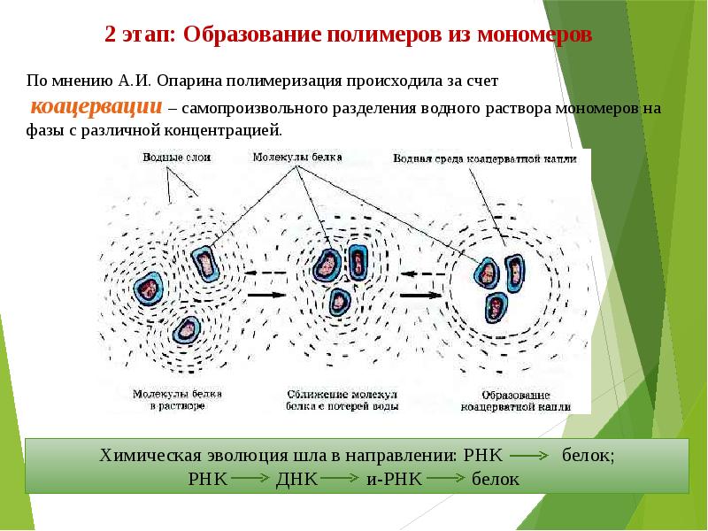 Теория биопоэза картинки