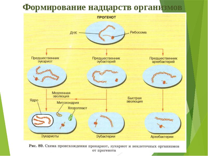 Теория биопоэза картинки