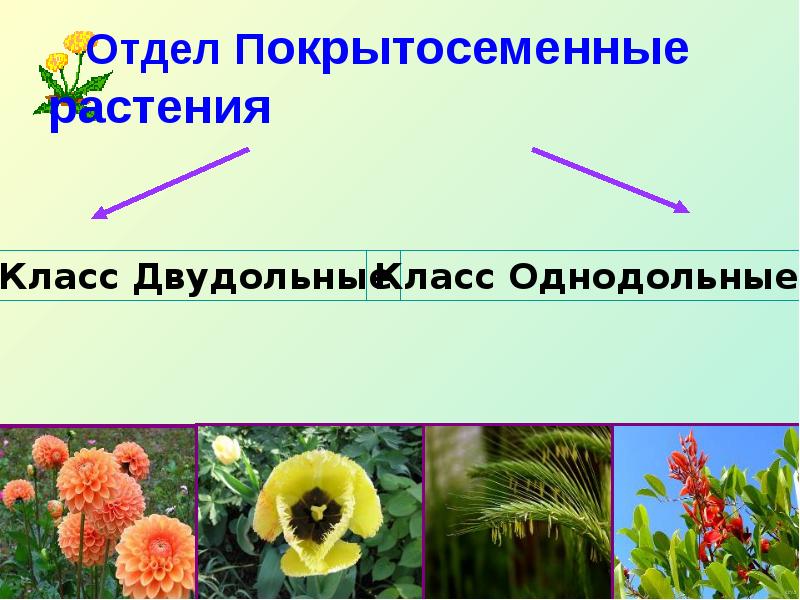 Особенности строения покрытосеменных растений 7 класс