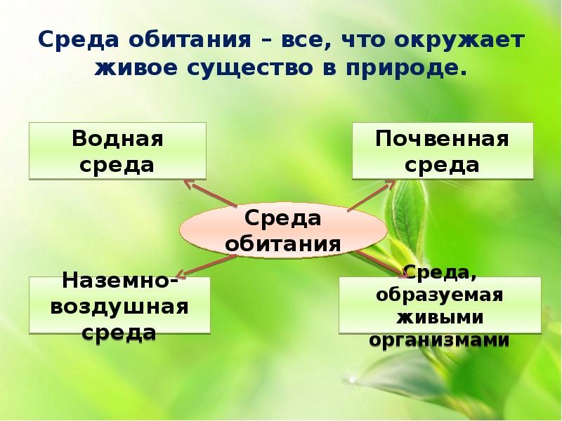 Среды обитания живой природы. Среды обитания живых организмов. Биологическая среда обитания. Презентация на тему среда обитания. Среда обитания организмов и ее факторы.