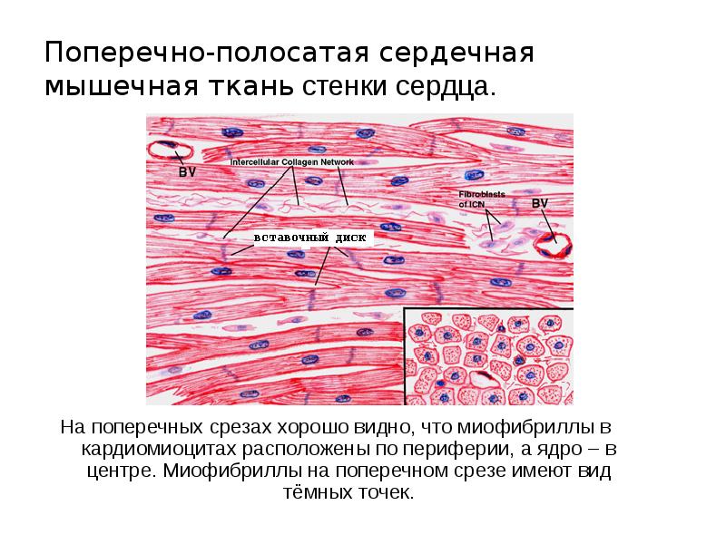 Сердечная мышечная ткань рисунок