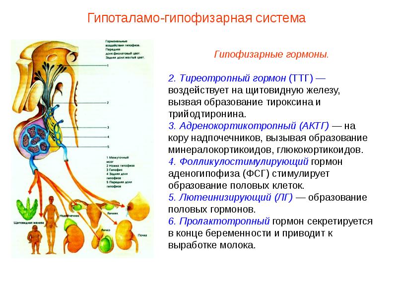 Презентация роль гормонов в организме человека