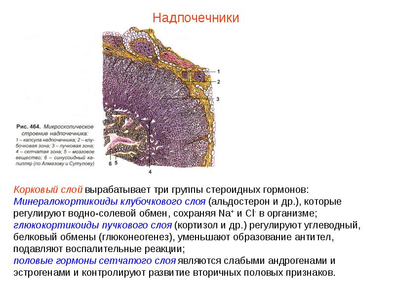 Схема строения надпочечника