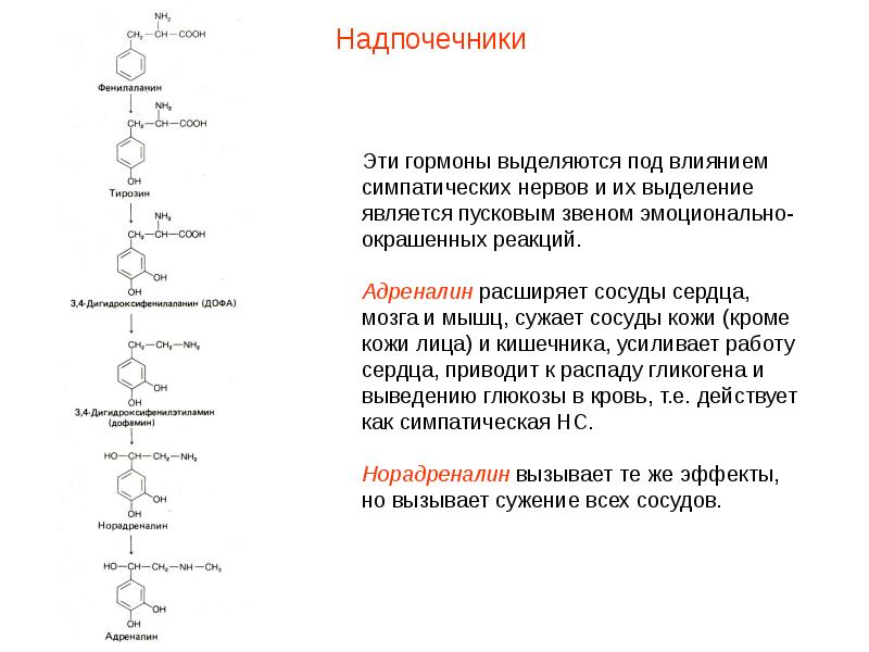 Эндокринная система адреналин. Адреналин сосуды сердца и головного мозга. Сосуды сердца расширяются под действием гормоны. Адреналин сосуды. Адреналин сужает сосуды.