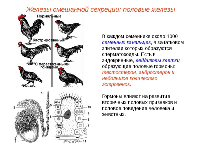 Эндокринная система животных презентация