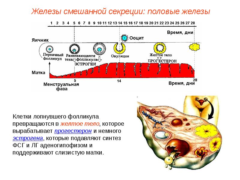 Пименов эндокринная система презентация