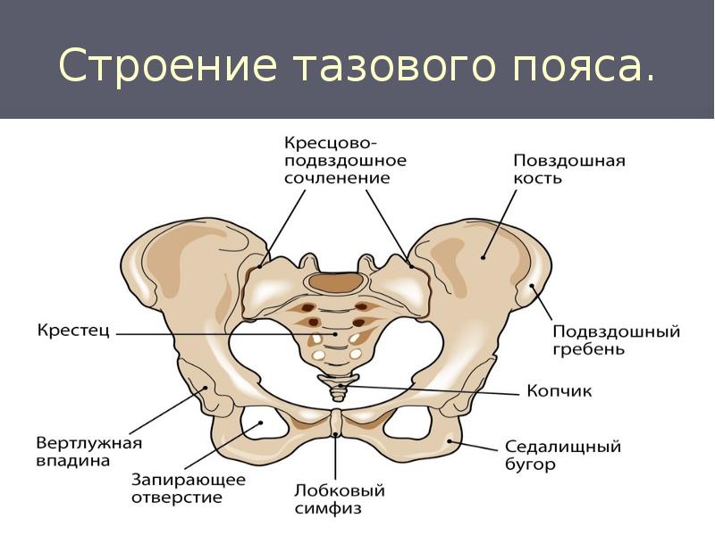 Строение тазового пояса. Строение тазового пояса.