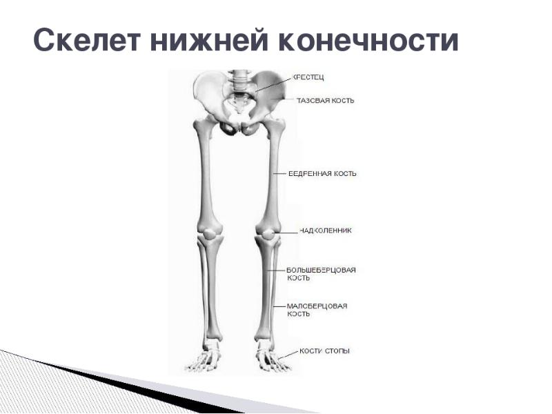 Кости нижней конечности человека анатомия рисунок с подписями