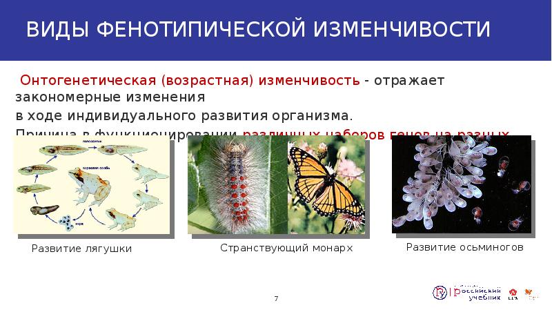 Модификационная изменчивость презентация биология 10 класс