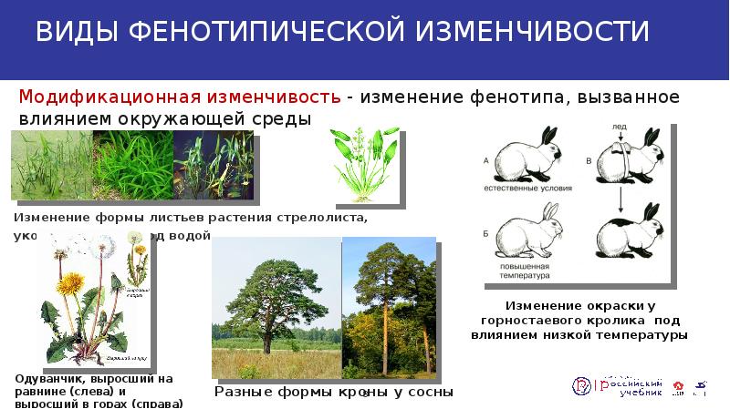 Презентация виды изменчивости 10 класс биология