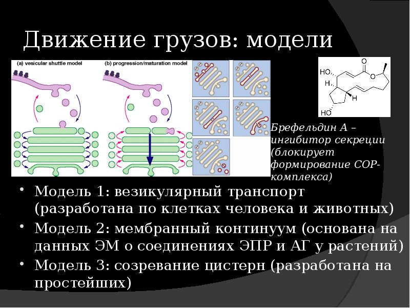 На рисунке изображена везикулярная система клетки. На рисунке изображена везикулярная система клетки